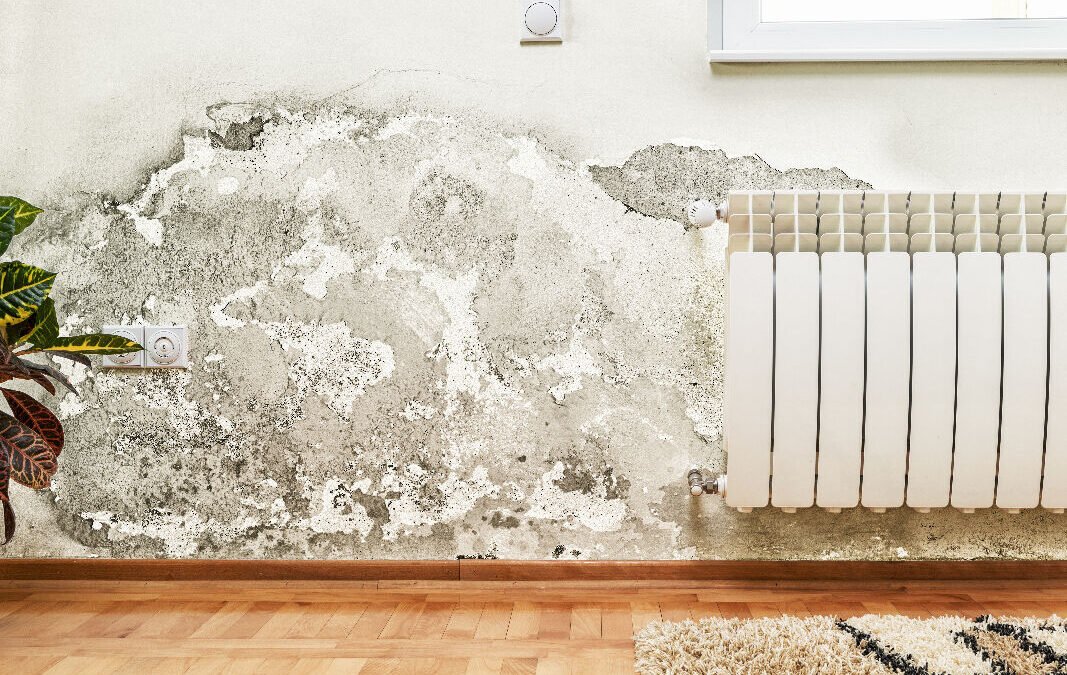 Humidité et dégâts des eaux : causes, solutions et réparations efficaces