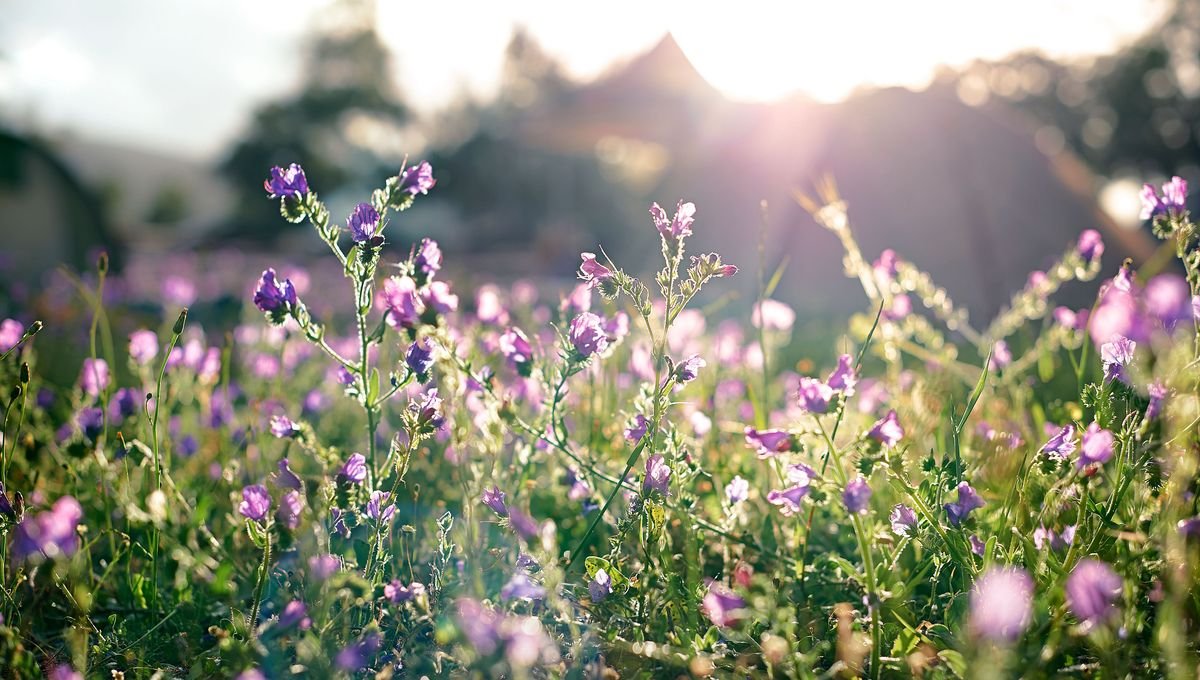 découvrez nos conseils pratiques pour bien préparer votre jardin au printemps et réussir les premiers semis et plantations de la saison.