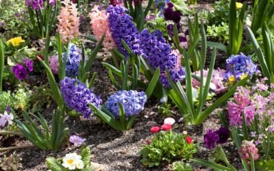 Le printemps au jardin : conseils pour bien démarrer la saison